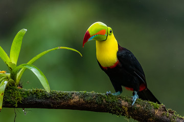 Ramphastos sulfuratus, Keel-billed toucan The bird is perched on the branch in nice wildlife natural environment of Costa Rica