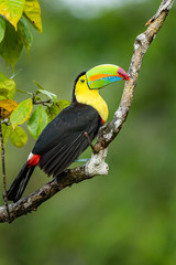 Ramphastos sulfuratus, Keel-billed toucan The bird is perched on the branch in nice wildlife natural environment of Costa Rica