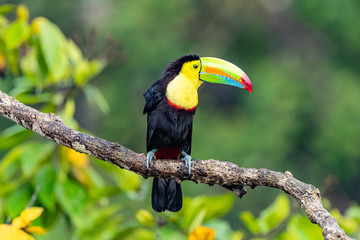 Ramphastos sulfuratus, Keel-billed toucan The bird is perched on the branch in nice wildlife natural environment of Costa Rica