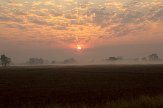 sunset over the field ,nature fog over garden © Theeranad