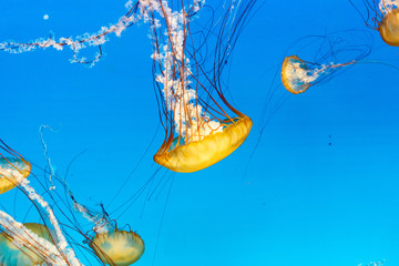 jellyfish in blue water © Rick