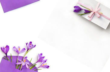 Beautiful spring flowers violet crocuses in postal envelope and white gift box with pink ribbon and bow on a white background with space for text. Top view, flat lay