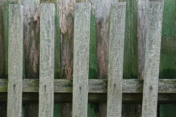 Fototapeta premium wooden texture of gray and green old boards in the fence wall