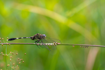 Dragonfly perched on grass flower