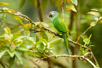Dusky-headed parakeet (Aratinga weddellii), also known as Weddell's conure or dusky-headed conure...