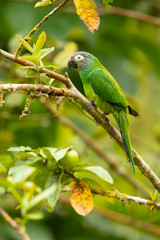 Dusky-headed parakeet (Aratinga weddellii), also known as Weddell's conure or dusky-headed conure in aviculture, is a small green Neotropical parrot with dusty grey head found in South America