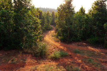 Obraz premium The sun is shining on the green forest along the beautiful red single way in India