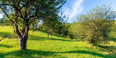apple orchard on the hill in evening light. wonderful agricultural countryside scenery in summer....