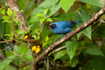 Masked flowerpiercer (Diglossa cyanea) is a species of bird in the tanager family, Thraupidae. It is found in humid montane forest and scrub in Venezuela, Colombia, Ecuador, Peru and Bolivia.