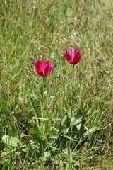 A pair of pink tulips growing in a wildflower meadow with clover and different grasses