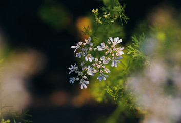 The tiny white flower of the coriander