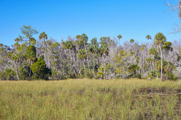 Wetland scenery along the Churchhouse Hammock trail at Crystal River Preserve State Park located in Crystal River, Florida