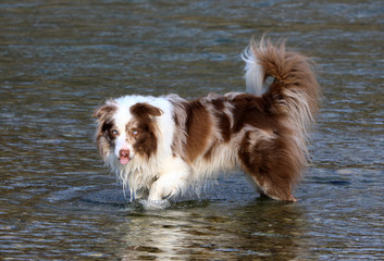 Chocolate - Merle Bordercollie Rüde steht im Wasser im Kiesbett streckt die Zunge aus dem Maul 