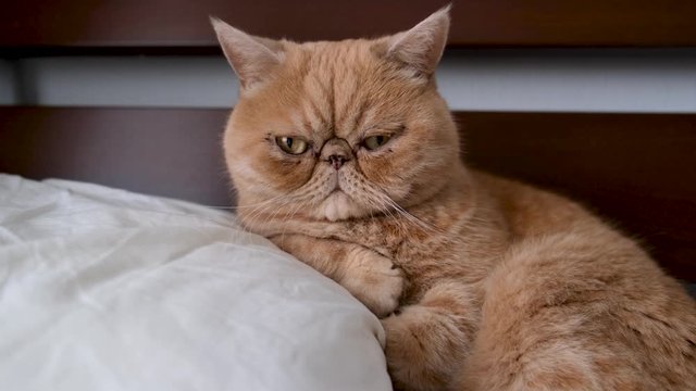Unhappy chubby persian cat with sad cranky face leaning on a pillow. Exotic shorthair cat