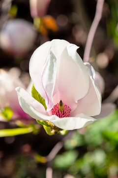 blooming branches of magnolia in sunlight. wonderful nature background in spring 