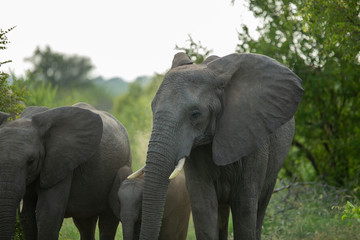 Obraz premium Elephant standing in the road feeding. 
