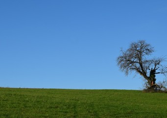 low angle view towards a bare leafless  tree on a slight slope, blue sky background