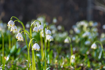 bunch of snow drop flowers in the woods. beautiful nature background in springtime. sunny weather. blurry background.