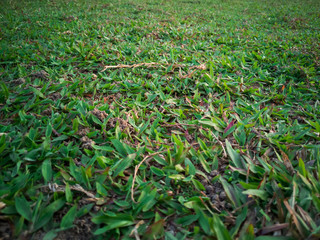 Close up green grass field with blur park background