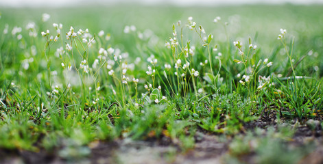 Fresh juicy green grass for summer