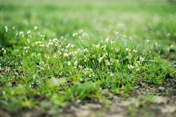 Fresh juicy green grass for summer