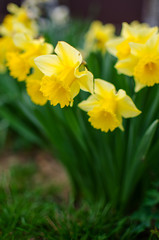Obraz premium Wonderful daffodil flowers bloom in spring outdoors