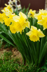 Wonderful daffodil flowers bloom in spring outdoors