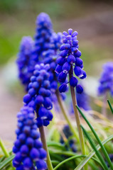 Little spring blue Muscari flowers bloom outdoors