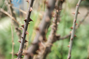 branch with thorns of a tree in spring