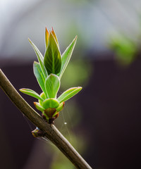 willow branch in the spring for holidays or with leaves