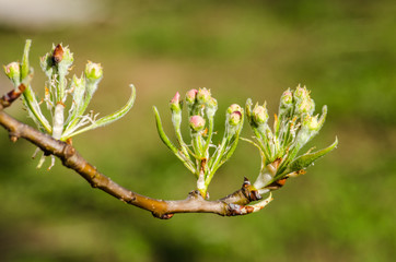 Lovely delicate cherry blossom in warm spring weather for background