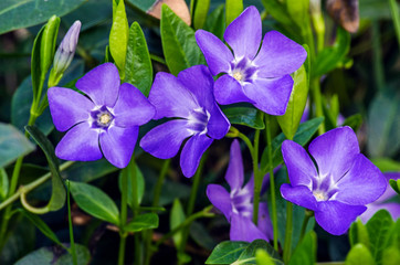 Little delicate flowers of periwinkle for background