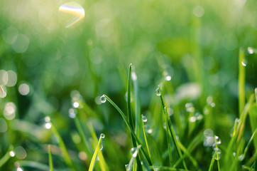 Fototapeta premium Little drops of dew on the grass and a beautiful bokeh on a background
