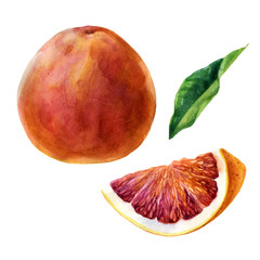 Watercolor illustration. Grapefruit. Grapefruit fruit, grapefruit slice, grapefruit leaf