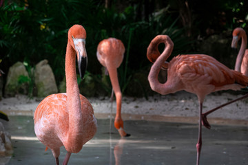 Flamingos im Wasser