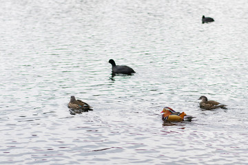 Verschiedene Enten im See