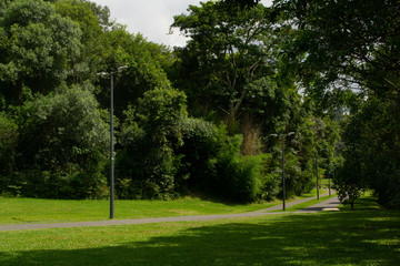 Path between trees on a sunny day