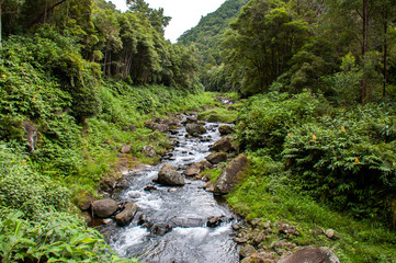 adventure, archipelago, atlantic, azores, beautiful, environment, europe, expedition, explore, faial da terra, flora, forest, green, hiking, island, journey, landmark, landscape, leisure, natural, nat