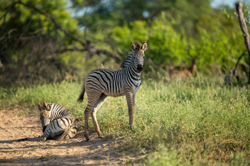 Zebra in the green bushveld with foals. 