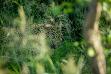 A female leopard walking through the long grass