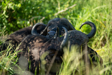 Cape buffalo herd resting chewing the cud. 