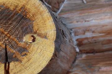 felling of a house in a village, closeup of a cut tree