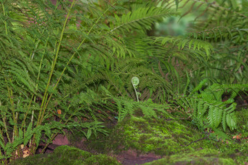 Obraz premium Eingerollt