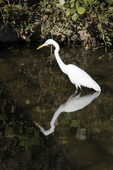 鳥のリフレクション