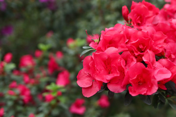 Spring flowering, pink flowers in the botanical garden