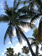 Palm tree views in Key West, FLA, January-February 2020