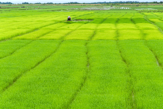 Bangladesh 