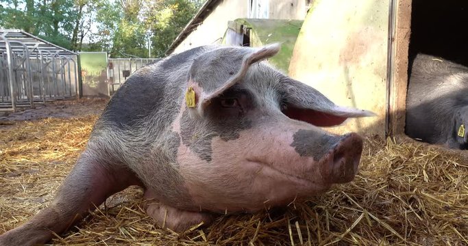 Agrarmotive - Haltung von Bioschweinen, alte Sau genießt das Leben in einem eingestreuten Auslauf