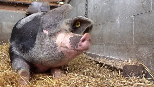 Biolandwirtschaft - Schweinehaltung, alte Pietrainsau fühlt sich wohl in einem Strohstall