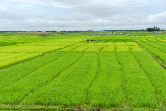 Bangladesh 